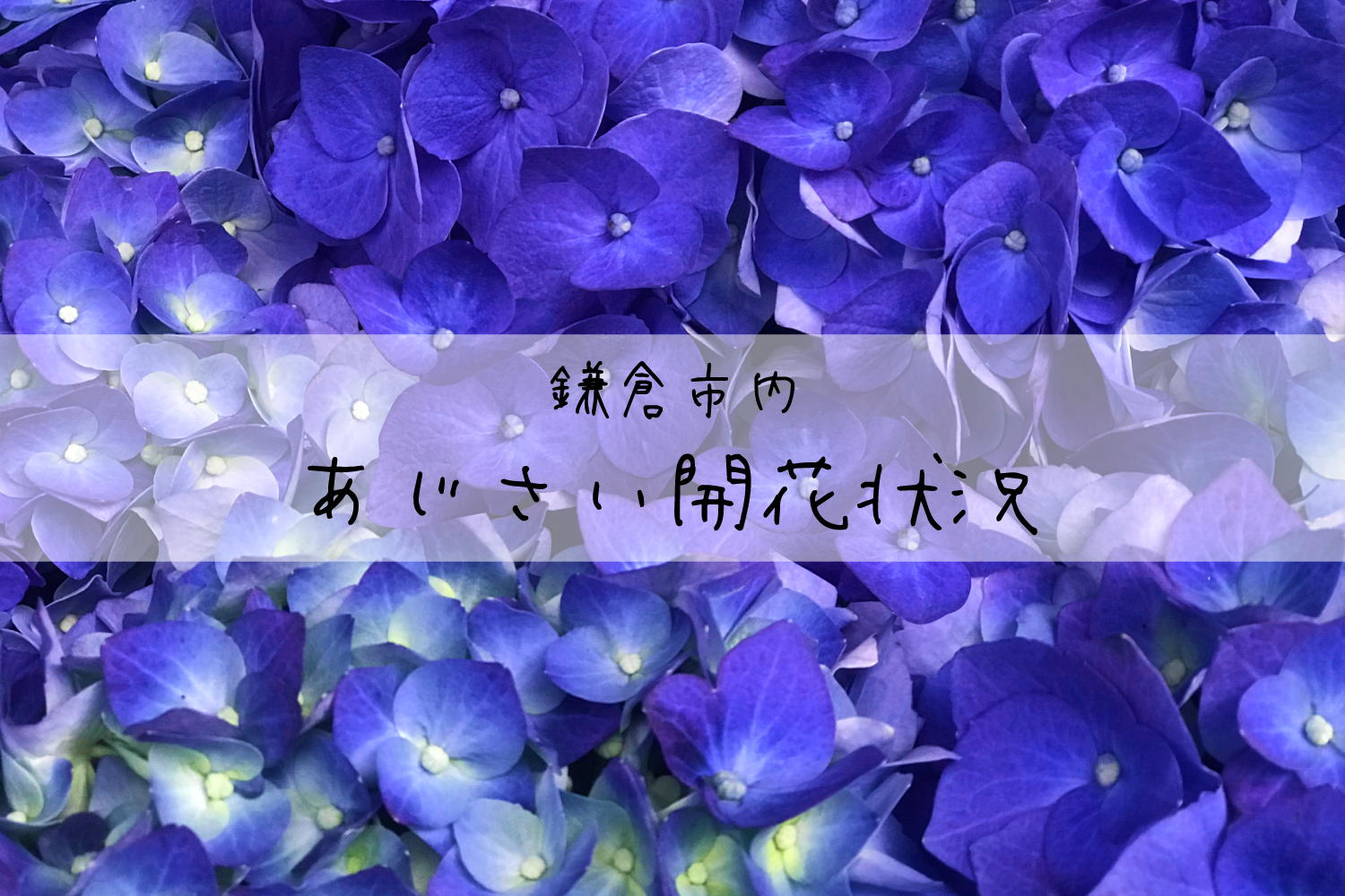 あじさいの開花状況について