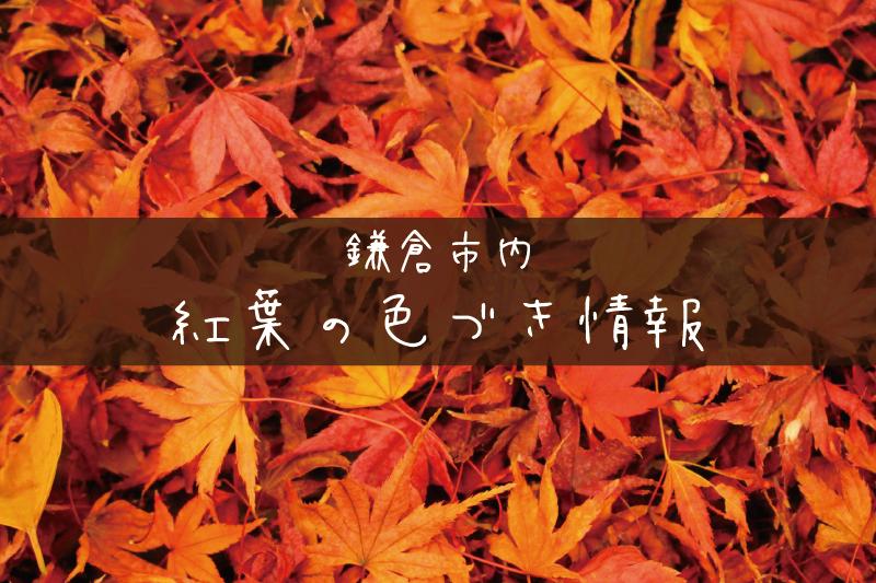 【紅葉情報】鎌倉市内の色づき状況について