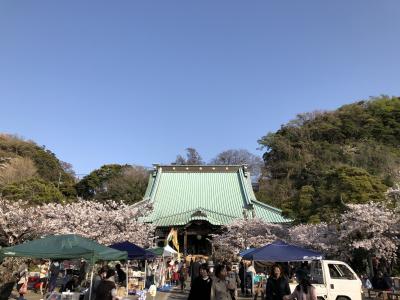 観桜会（光明寺）
