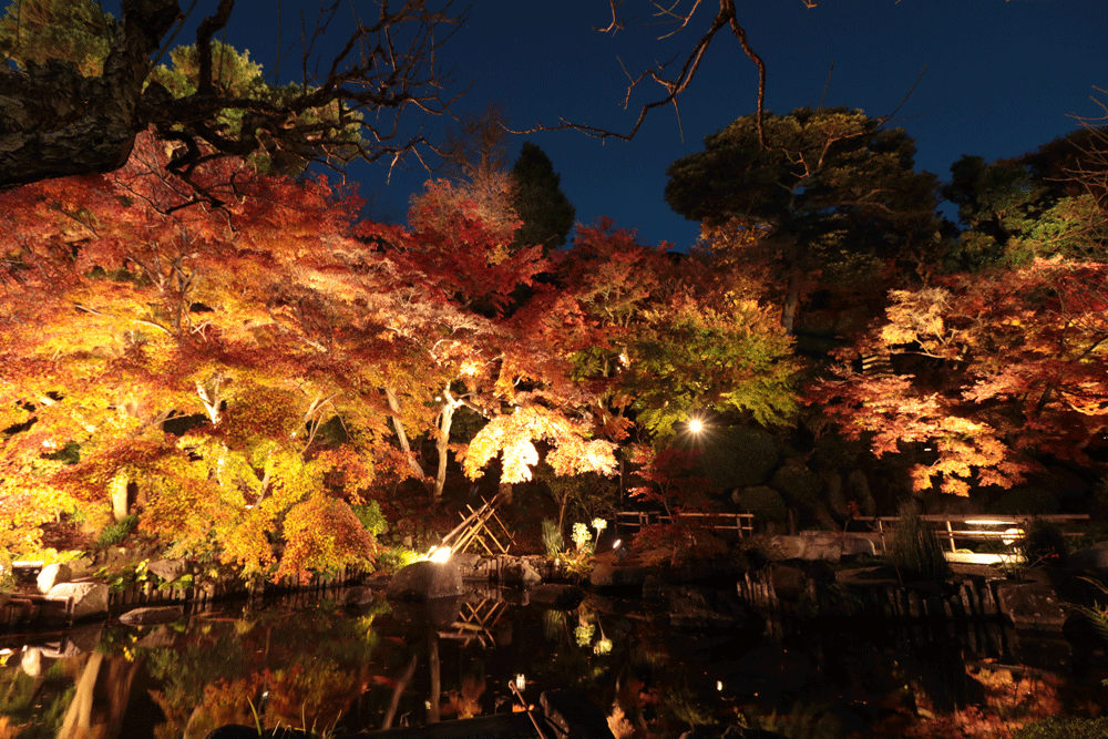 秋の夜間特別拝観（長谷寺）