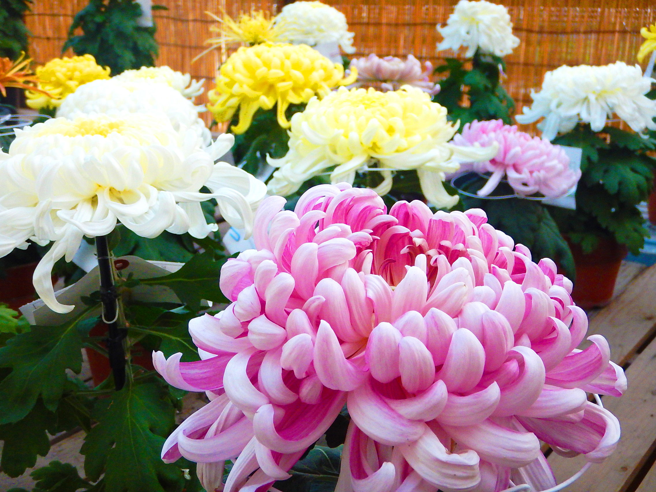 神奈川県菊花大会