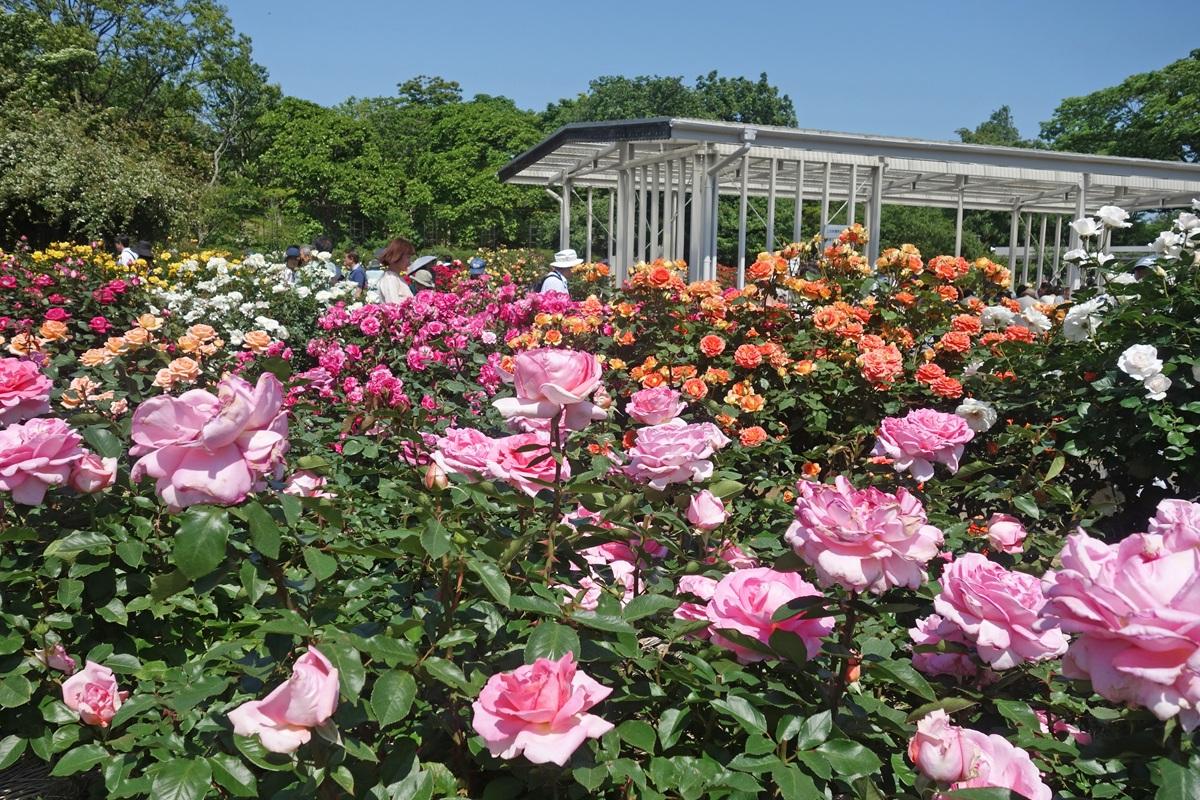 神奈川県立大船フラワーセンター