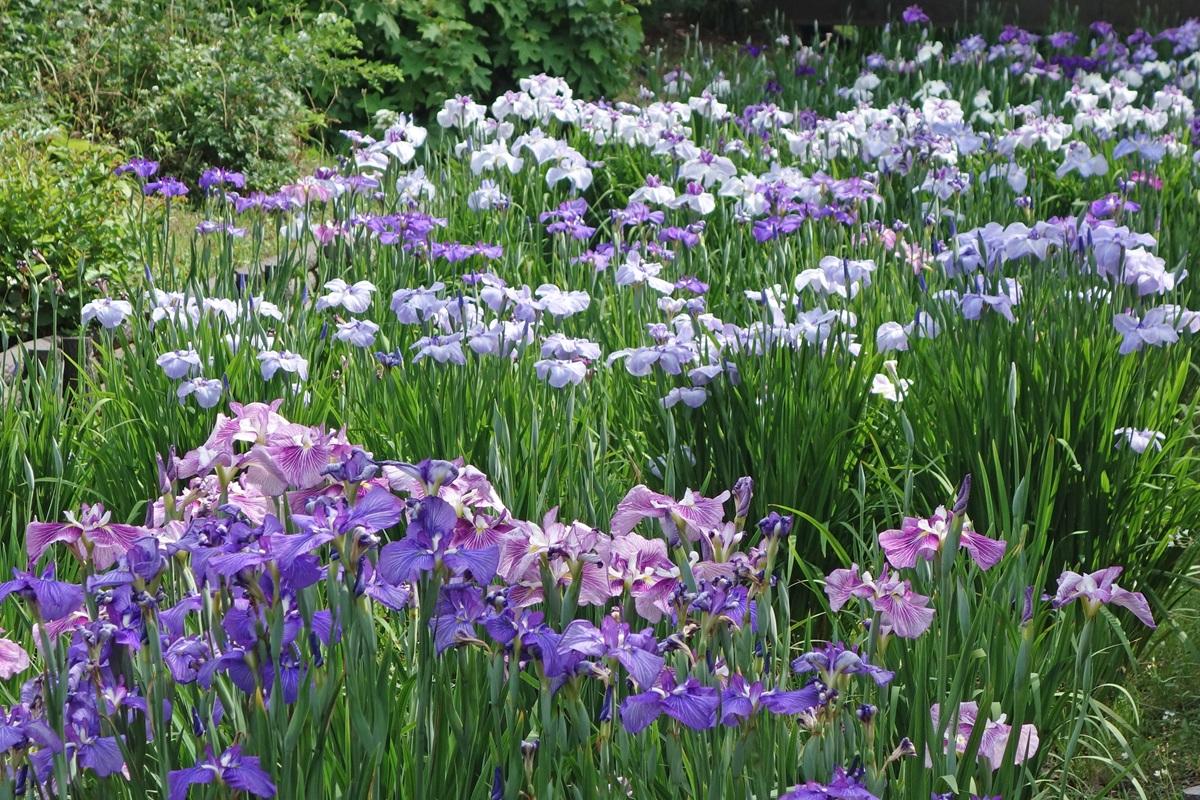 神奈川県立大船フラワーセンター