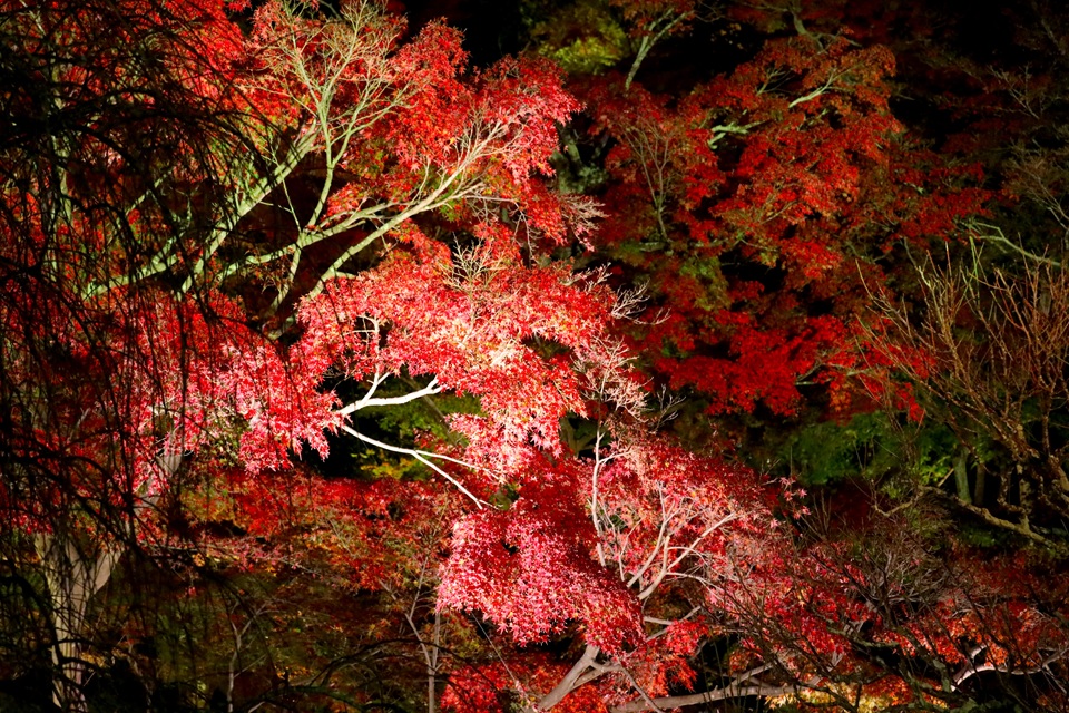 長谷寺（長谷）