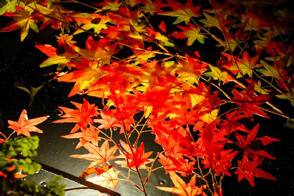 長谷寺（長谷）