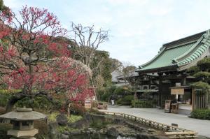 ​2026年 鎌倉の梅を楽しめるスポットベスト10