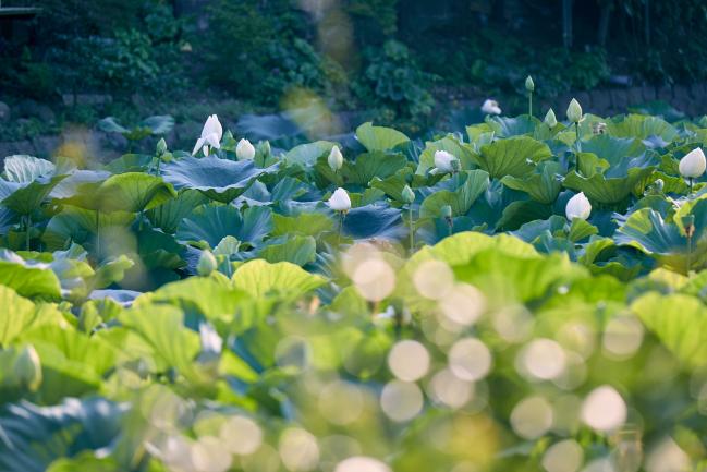 鎌倉の日本遺産「鎌倉文化人ルート」