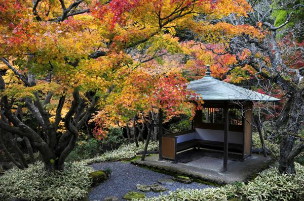 艶やかに色づく鎌倉紅葉の新名所
