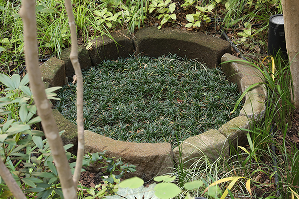 希少な鎌倉石を用いた井戸型の花壇。中庭にあるので探してみるのもいいですね。