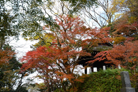 妙本寺