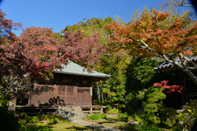 浄光明寺の紅葉