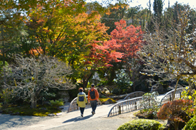 浄妙寺紅葉