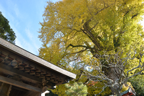 荏柄天神社20241212