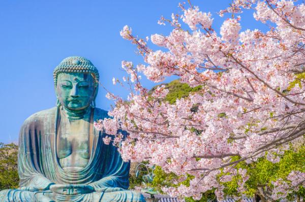 高徳院の桜