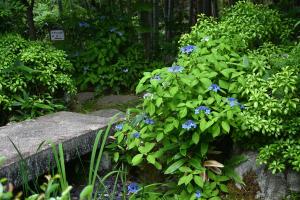 一条恵観山荘0526①