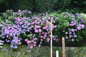 通玄橋~瑞泉寺への道沿い0616①