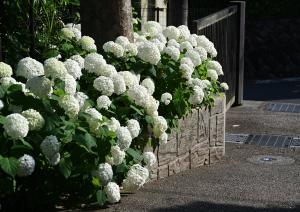 歴史文化交流館アナベル