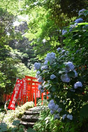 佐助稲荷神社あじさい