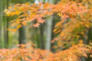 紅葉